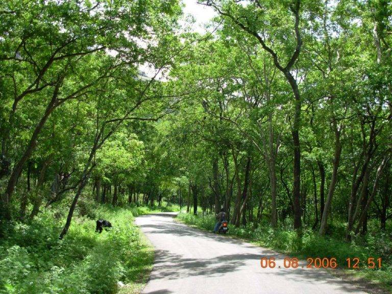 Road Through Sandalwood Forest near Munnar