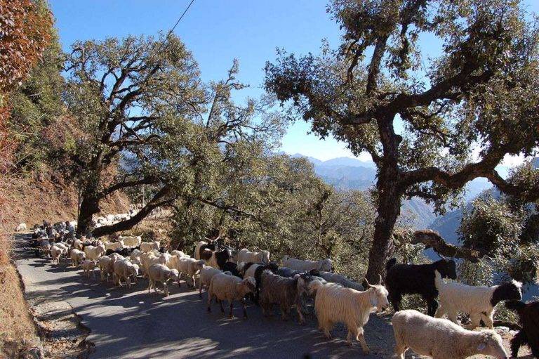 Mountain Roads from Delhi to Shimla