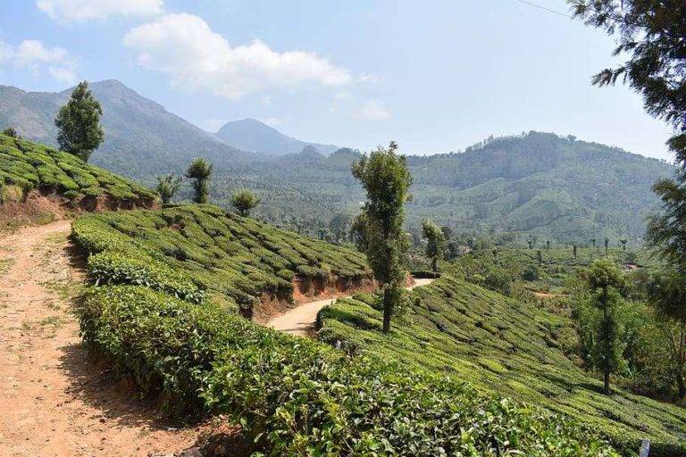 Hiking Trails Through Tree Plantations