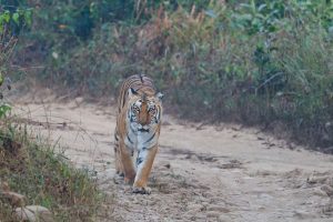 A tiger at Corbett National Park